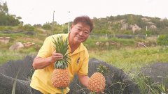 平潭推进闽台农业融合：台中“新农夫”岚岛种